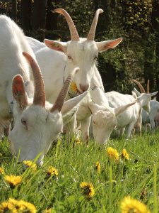 geiten-in-wei-met-paardebloemen